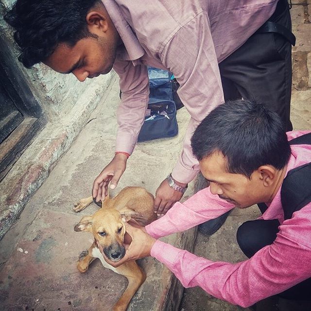 dogsoftheganges's tweet photo. A warm welcome to the Varanasi project's new paravet Deepak! His role is to provide first aid care to street dogs and other animals, and to help build a community of volunteers to care for them. . . .
#dogs #streetdogs #varanasi #india #dogsofvaranasi #d… https://t.co/5tkm5vJKwx https://t.co/fO8x6XtyRT