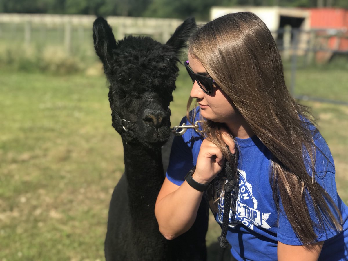 GingerHixson's tweet photo. Come out to support kids at the Fayette County Fair!  My girls show alpacas at 9 am Friday morning ! https://t.co/msR62yba01