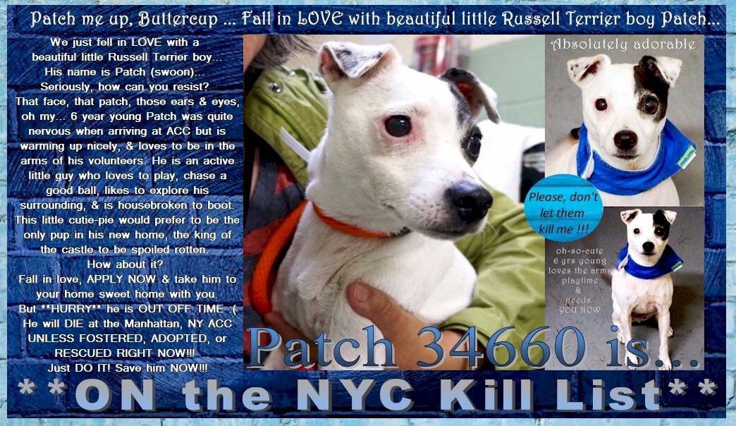 nasrene41's tweet photo. #JACK #RUSSELL #PATCH A #STRAY, WITH FINDER 1 MONTH, DUMPED AT #NYCACC 2 DIE 4 βBEHAVIORAL CONCERNSβ!
#RESCUEDOGS #FOREVERHOME #FOSTER #ADOPT #BanNYCHABAN #PetFriendlyHousingNYC #CompanionAnimalProtectionAct #NYCHumaneMovement #SavePATCH
https://t.co/od8w161LdF https://t.co/MrJwzEGmrR