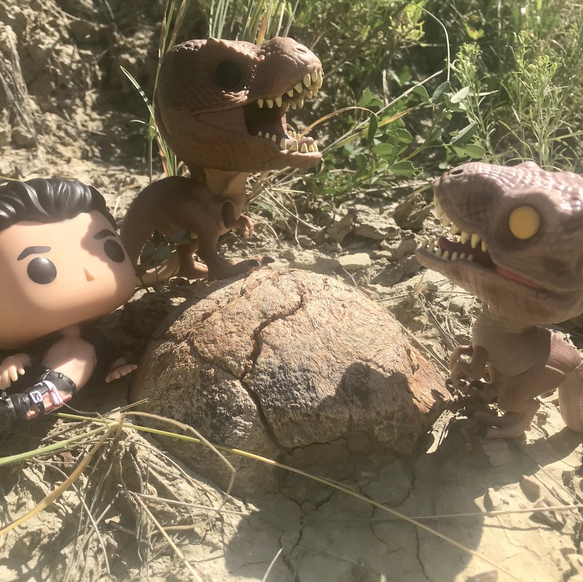 ashinonyx's tweet photo. In the 11th hour, @MesozoicMuse and I stumbled across a great find - a Triceratops occipital condyle (the knob that attaches the skull to the spine) sticking out of the rock! Right as we were starting to despair on finding things our last day 🙃
#ROMHellCreek #CleverGirlFieldwork https://t.co/vPudcQHNk9
