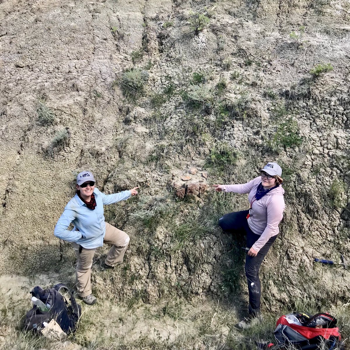 ashinonyx's tweet photo. In the 11th hour, @MesozoicMuse and I stumbled across a great find - a Triceratops occipital condyle (the knob that attaches the skull to the spine) sticking out of the rock! Right as we were starting to despair on finding things our last day 🙃
#ROMHellCreek #CleverGirlFieldwork https://t.co/vPudcQHNk9