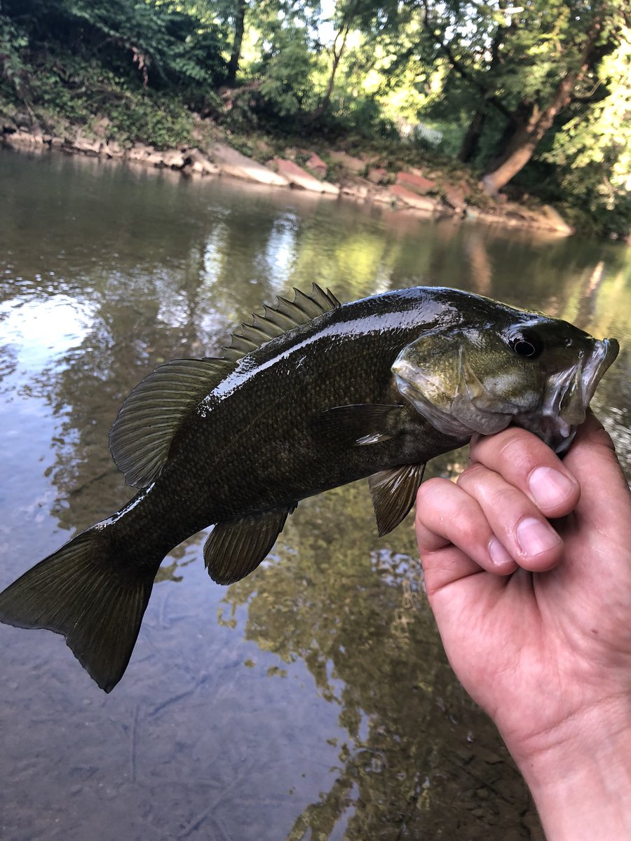 downanddirty5's tweet photo. Another good night fishing the creek! https://t.co/k8OsoKh1kQ