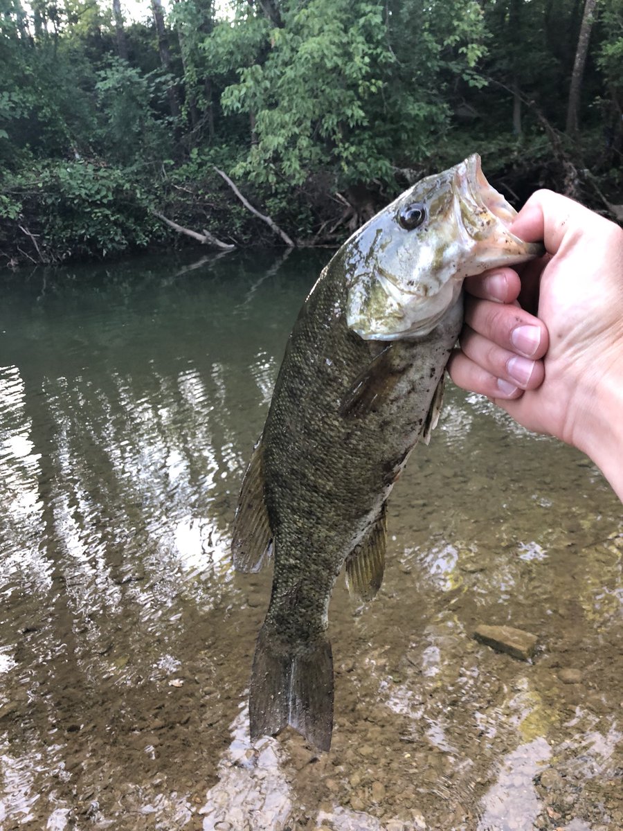 downanddirty5's tweet photo. Another good night fishing the creek! https://t.co/k8OsoKh1kQ