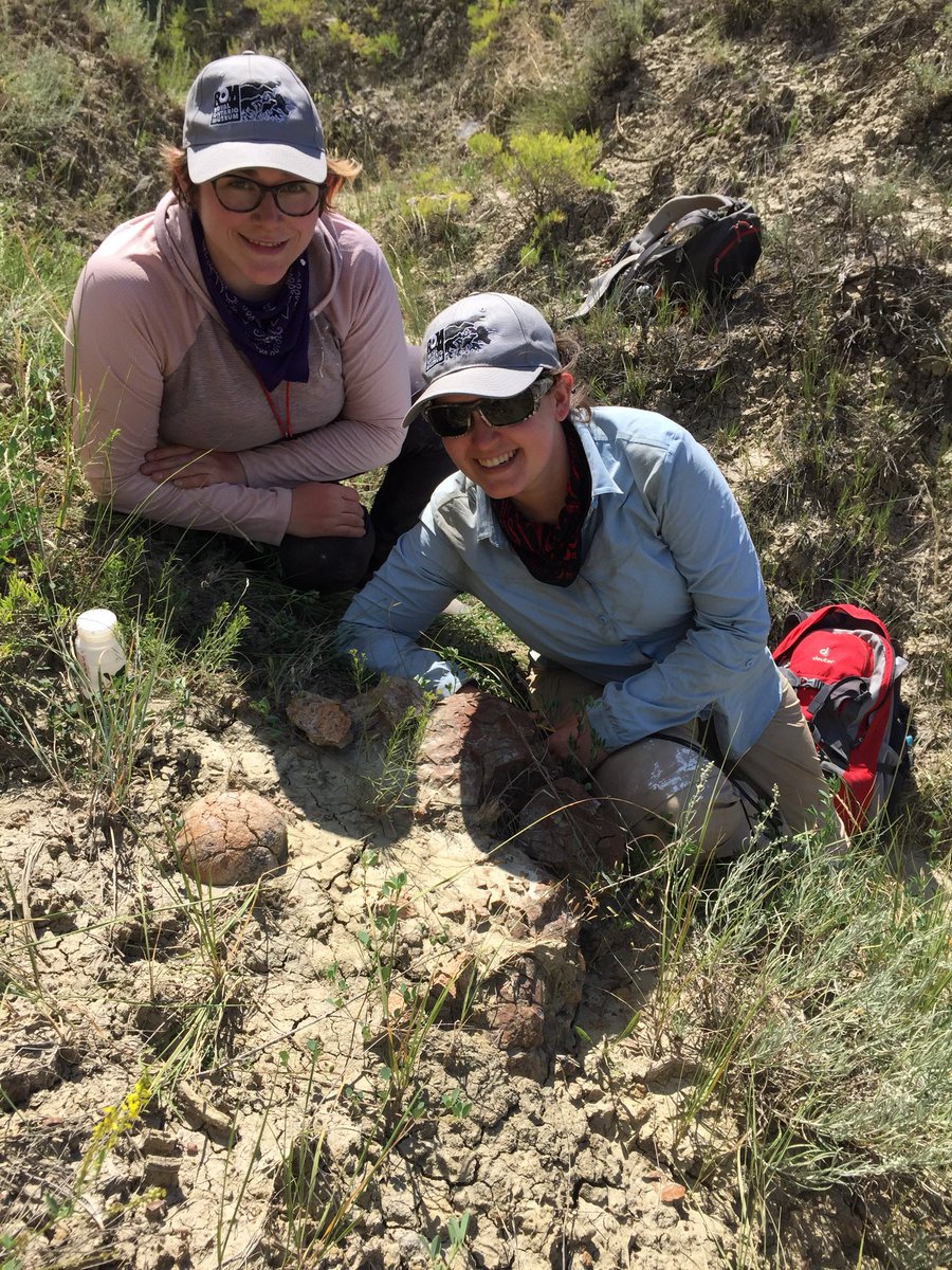 MesozoicMuse's tweet photo. Unbelievable. In the last hour of the last day, I found a dinosaur. An occipital condyle was exposed on the hill. @ashinonyx and I checked it out and found the frill eroding out. Next year we’ll be back for this trike and find what’s in there! #trikeforce #romhellcreek https://t.co/5gOATlpN2Y