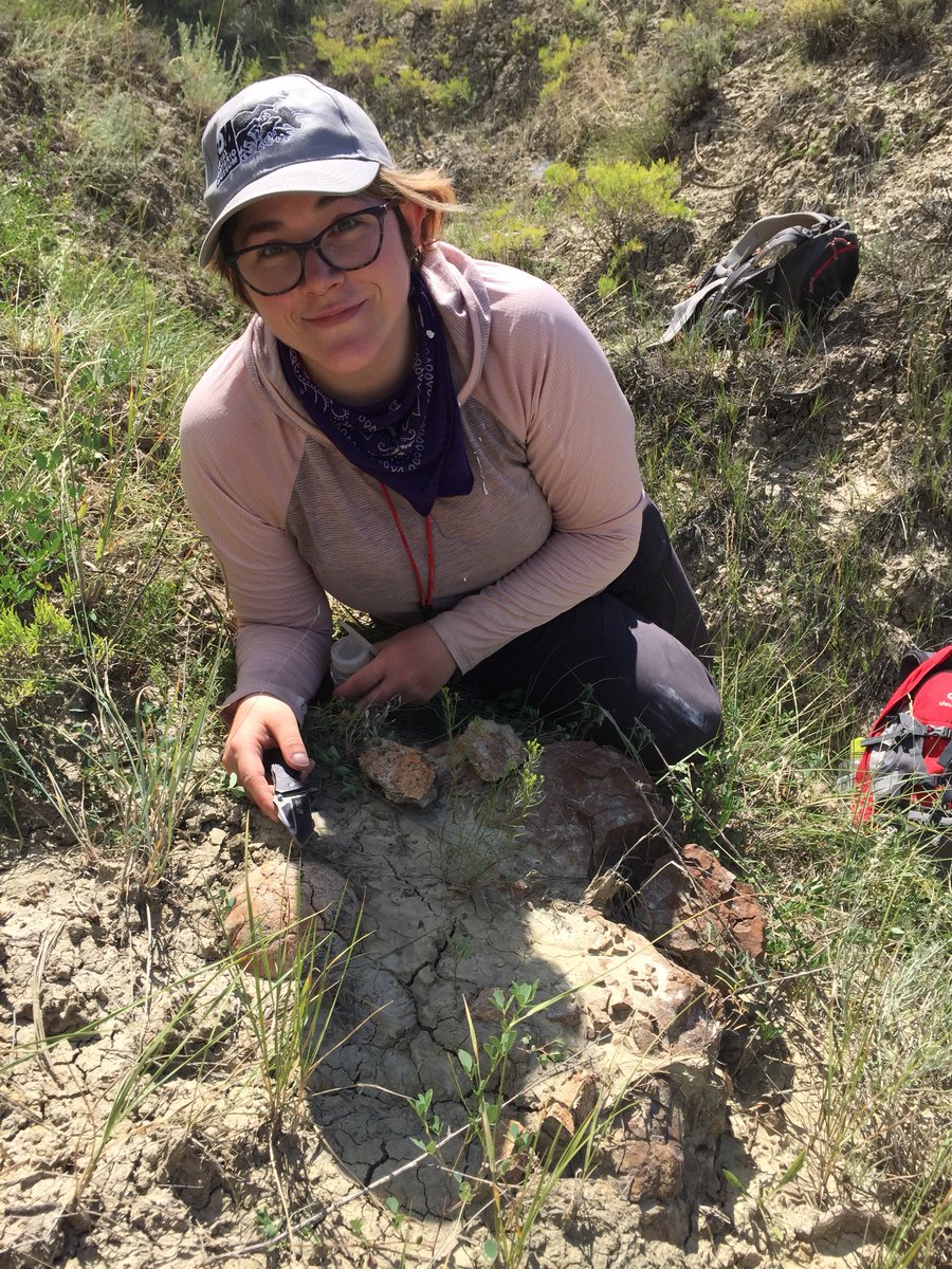 MesozoicMuse's tweet photo. Unbelievable. In the last hour of the last day, I found a dinosaur. An occipital condyle was exposed on the hill. @ashinonyx and I checked it out and found the frill eroding out. Next year we’ll be back for this trike and find what’s in there! #trikeforce #romhellcreek https://t.co/5gOATlpN2Y