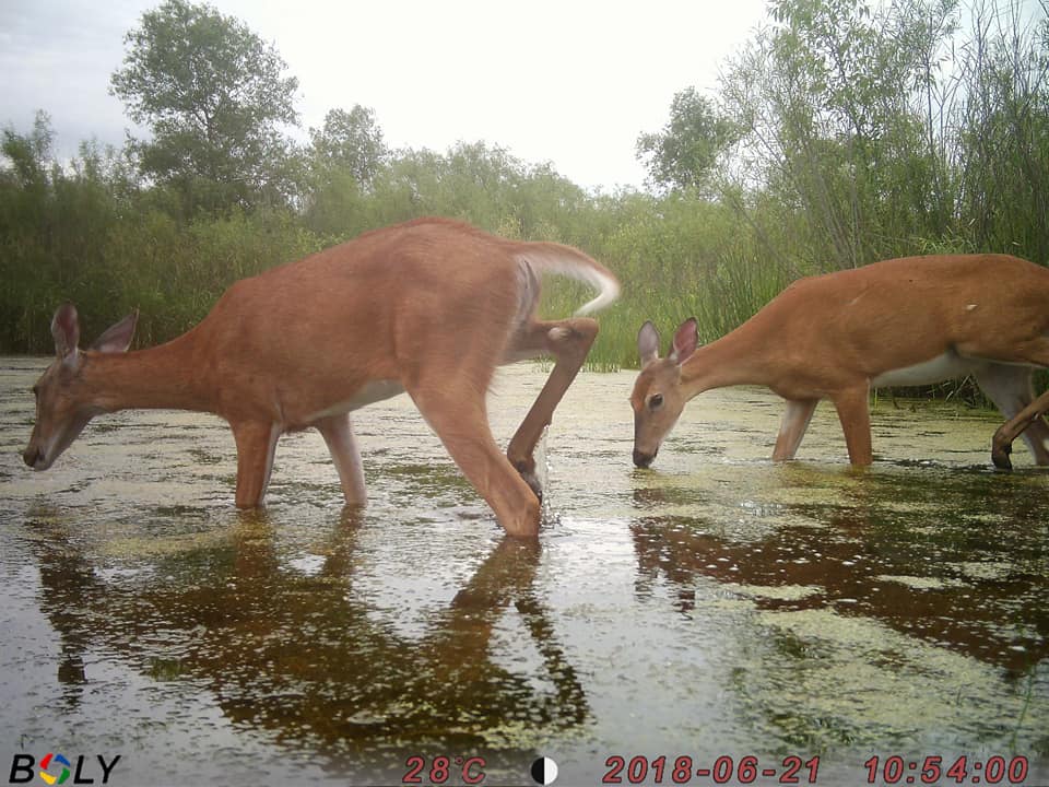 Bolymedia's tweet photo. More deer in the water shots. They love a good soak on a warm summer's day! Great pics from April Wylesky. Thanksβ€οΈ
#deer #deerhunting #deercamera #deercam #trailcamera https://t.co/rWCeFPsRJU