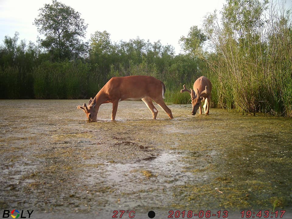 Bolymedia's tweet photo. More deer in the water shots. They love a good soak on a warm summer's day! Great pics from April Wylesky. Thanksβ€οΈ
#deer #deerhunting #deercamera #deercam #trailcamera https://t.co/rWCeFPsRJU