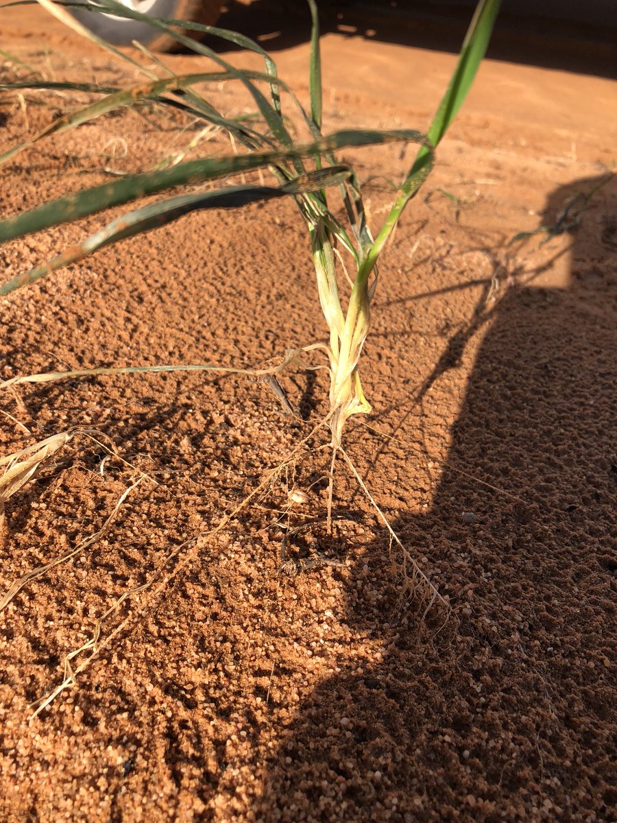 Wheat plant undermined by the wind. Hanging in for dear life. The rain yesterday won’t be enough for this little bloke to carry on.