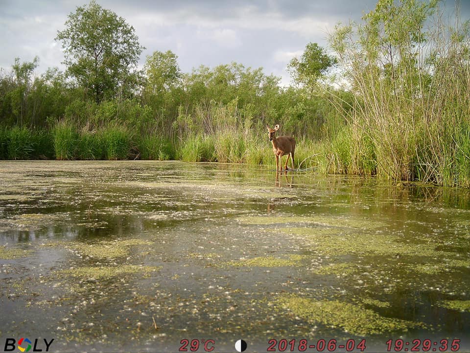Bolymedia's tweet photo. More deer in the water shots. They love a good soak on a warm summer's day! Great pics from April Wylesky. Thanksβ€οΈ
#deer #deerhunting #deercamera #deercam #trailcamera https://t.co/rWCeFPsRJU