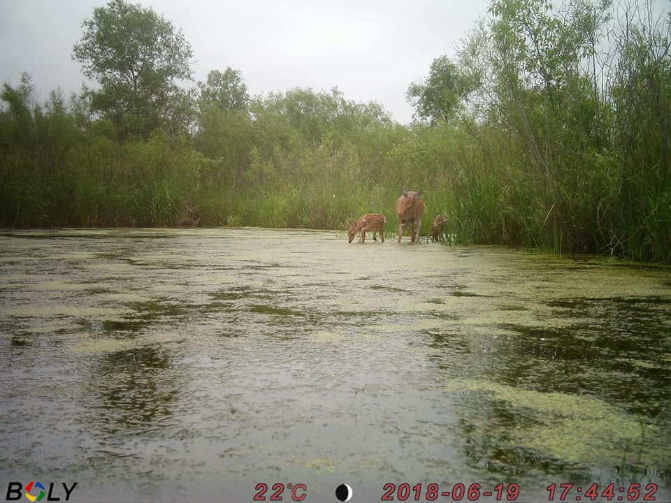 Bolymedia's tweet photo. More deer in the water shots. They love a good soak on a warm summer's day! Great pics from April Wylesky. Thanksβ€οΈ
#deer #deerhunting #deercamera #deercam #trailcamera https://t.co/rWCeFPsRJU