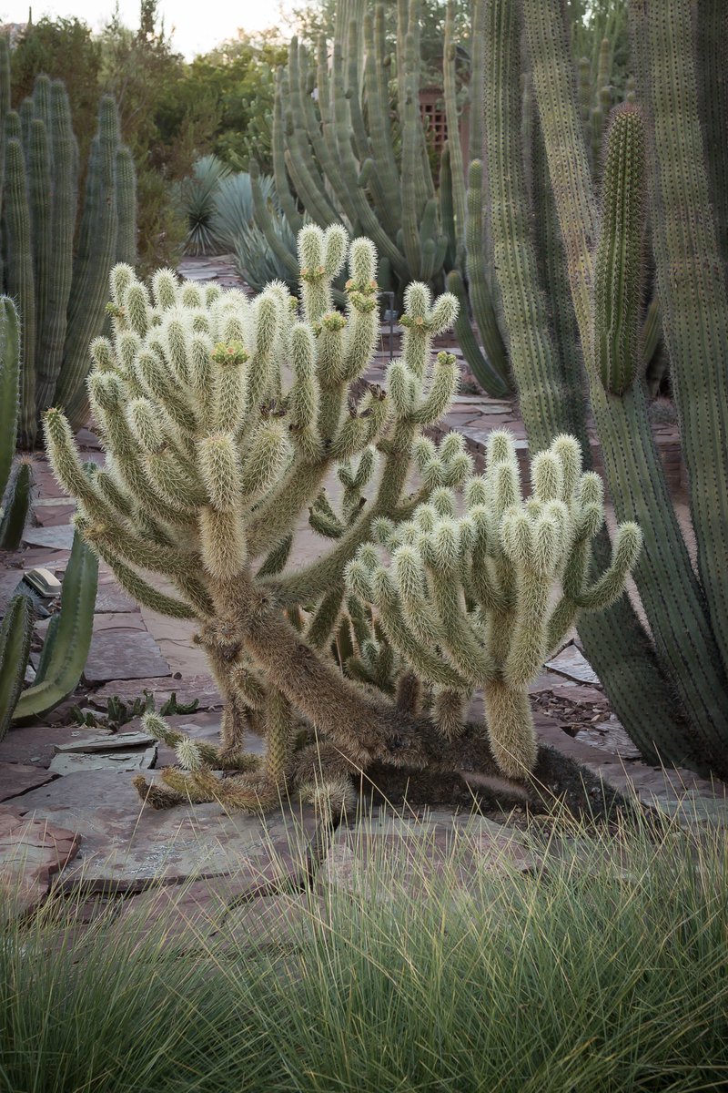 dbgphx's tweet photo. Ever wonder why teddy bear cholla stick on everything? Their spines have tiny barbs at the end 🌵 https://t.co/7nUf3clwmU
