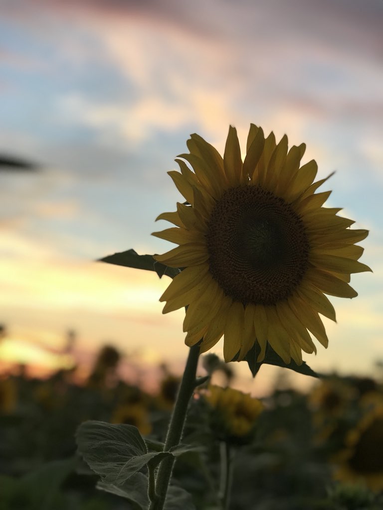 13_R3GAN's tweet photo. I was having a bad day today, then I went to a sunflower field and my heart has never been happier 💕😍💜🌻 https://t.co/s1Wny5ciWh