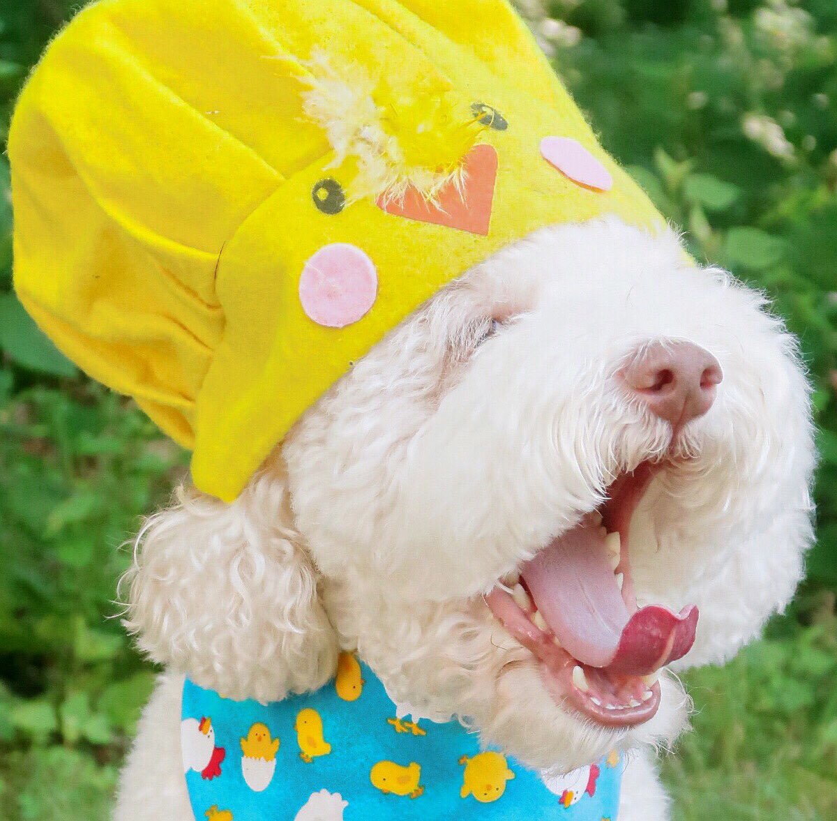 skyliedoodle's tweet photo. Enough is enough. 🐣🐔🐥 #skylieryce #skyliedoodle #chickenchefhat https://t.co/oBnaRWFwrv