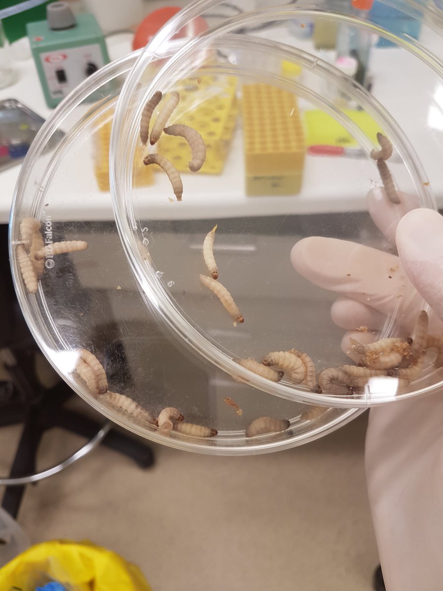 Here's a thread on something we've been working on these last ~6 months: breeding Galleria larvae as a model species for understanding how bacteria infect immune cells! Work done in <a href="/hayleyjnewton/">Hayley Newton</a>'s lab at <a href="/TheDohertyInst/">Doherty Institute</a> <a href="/unimelb/">University of Melbourne</a> 1/8