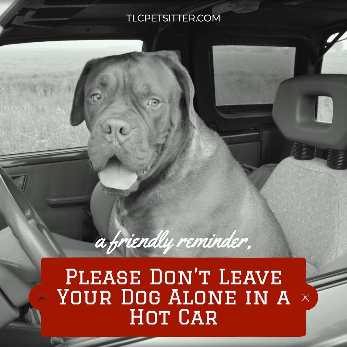 TLCpetsitter's tweet photo. Just a friendly reminder to never leave your dog, or any pet, alone in a hot car
#tlcpetsitter #azpets #itshotouthere #dontdoit #justsayno #petparent #petcare #petservices #welovedogs #animals #mesaaz #gilbertaz #scotsdaleaz https://t.co/asEP8aZ3k7