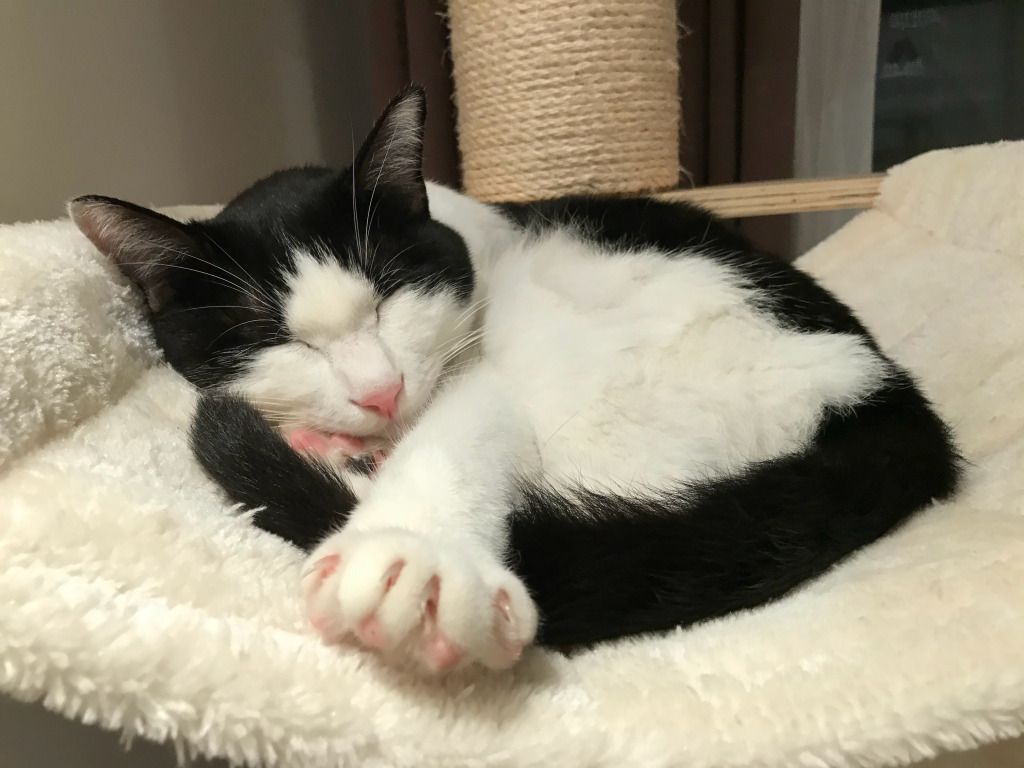 YcsjPet's tweet photo. So cute https://t.co/ui9vH1HW1o
