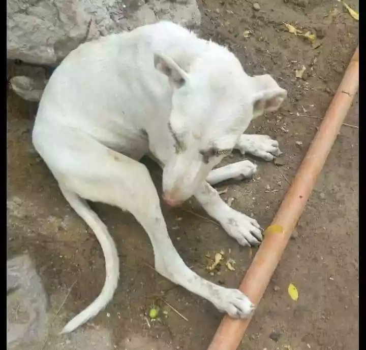 dhyanfoundation's tweet photo. They were picked from #Lakkarpur, #Faridabad  and taken to #Ajaydeep shelter for treatment and care by our rescue team. Both the dogs were spotted and were suffering from fever and were very weak. They are now under #medication at the shelter.
#Savedogs. ,#AnimalRescue https://t.co/jX0aGlydRf