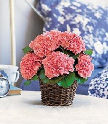 Belconi_Florist's tweet photo. Special basket arrangements for your special mother. This basket was made by specials design with carnations and leaf. for order online:https://t.co/IcKymoXb9a
#MothersDayGift #FlowerBasket #FlowerShopMalaysia #KL #OnlineFlorist #GiftFlower #FlowerBasketPhotography #CheapFlower https://t.co/EKCr7F1I5n