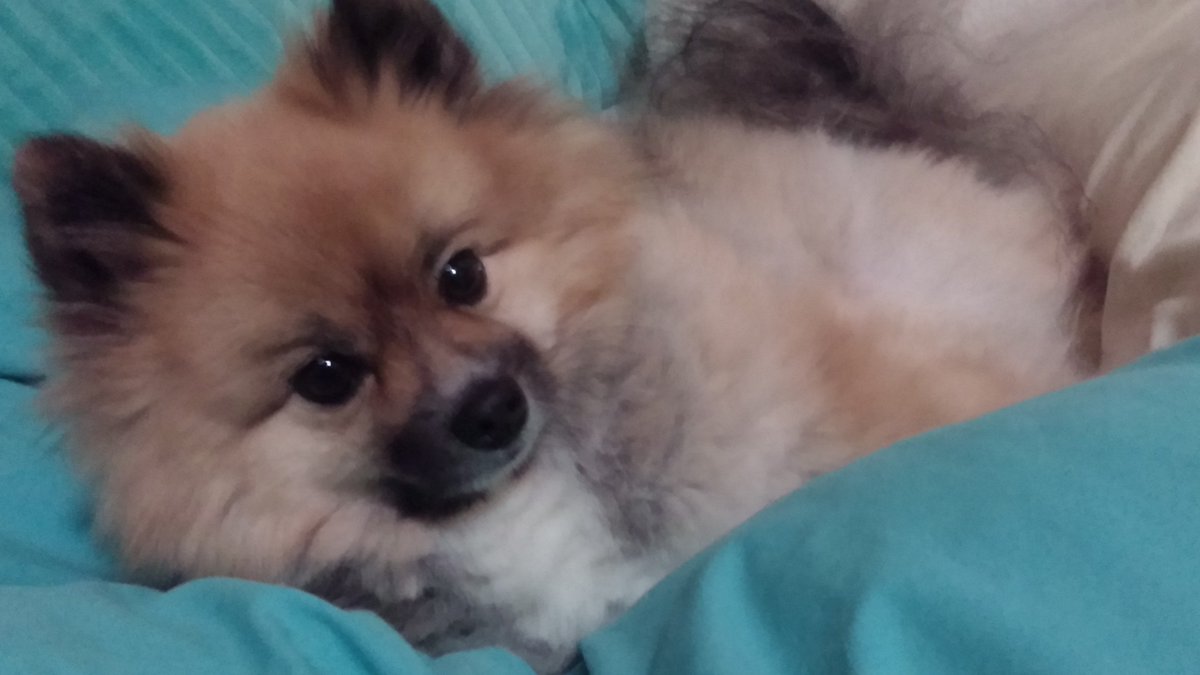 Vixen111's tweet photo. @pigletish Eddie. my PTSD alert dog. He also stops my night terrors. #lifesaver https://t.co/5yaauT5PhZ