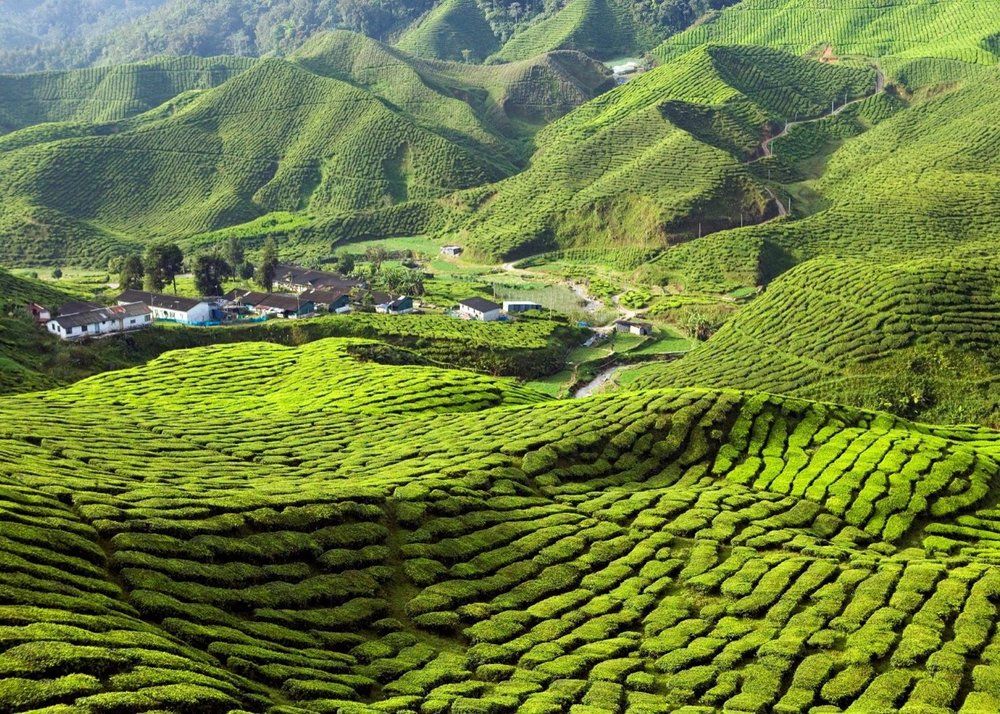 DataTarik's tweet photo. Cameron Highlands is a distinct constituency, with the largest presence of Orang Asli voters in Peninsula Malaysia – 9 districts consist of at least 95% Orang Asli voters. 
 https://t.co/KGDCYMGrtq (Analysis by @tindakmalaysia) #GE14 https://t.co/Uipbmr77kR