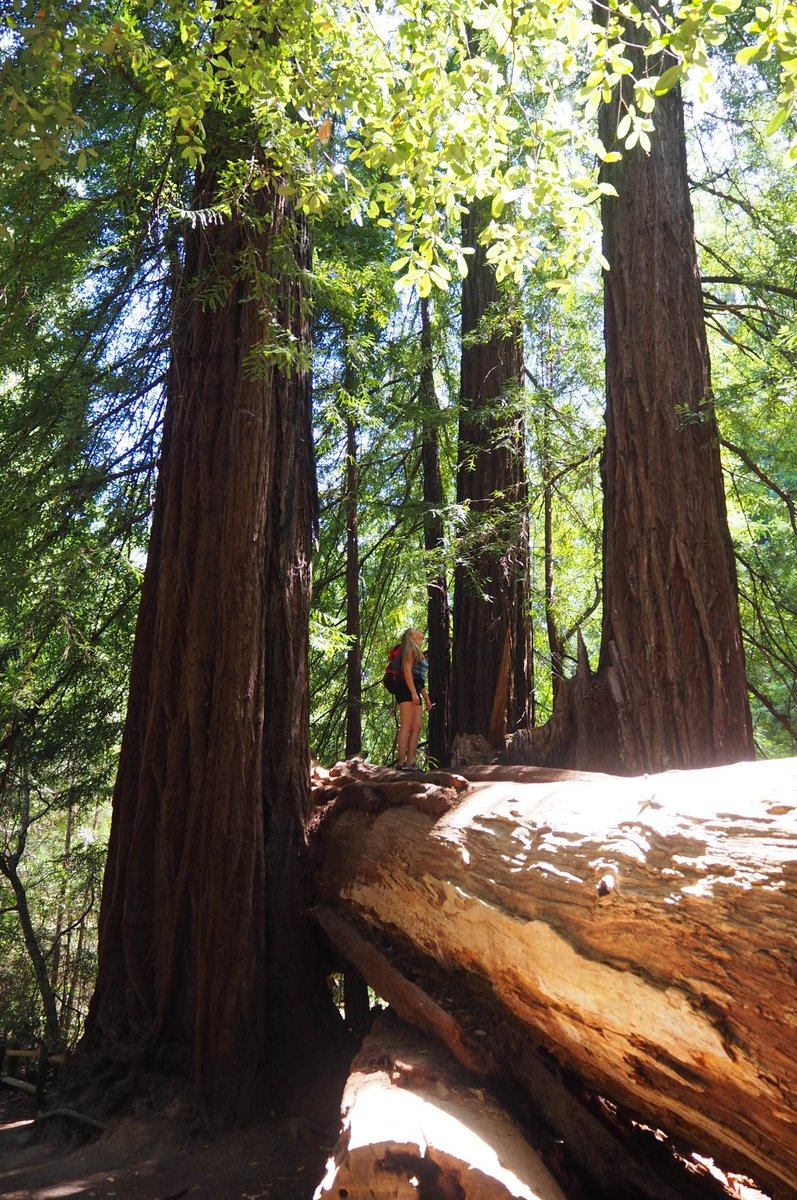 Okey, California... You have some pretty cool trees! 🌲😎
#MaybeTreesCanBeCoolToo? 
#RedWoodTrees #BiologistOnVacation