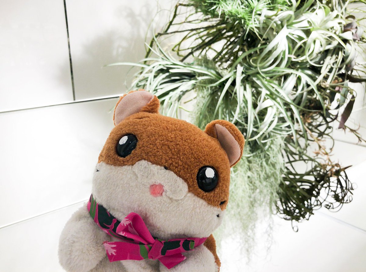 Kobi くまパン園芸 伊勢丹新宿の5階植物コーナーの チランジア たちの ディスプレイがスゴイ まわりの人に迷惑にならなければ 撮影okなんだヨ 多肉植物 ぬい撮り ウスネオイデス 伊勢丹新宿店 Kobi くまパン園芸 伊勢丹新宿の5階植物コーナーの チランジア たちの ディスプレイがスゴイ まわりの人に迷惑にならなければ 撮影okなんだヨ 多肉植物 ぬい撮り ウスネオイデス 伊勢丹新宿店