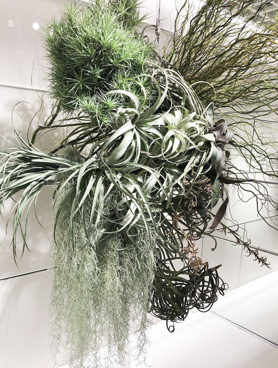 Kobi くまパン園芸 伊勢丹新宿の5階植物コーナーの チランジア たちの ディスプレイがスゴイ まわりの人に迷惑にならなければ 撮影okなんだヨ 多肉植物 ぬい撮り ウスネオイデス 伊勢丹新宿店 Kobi くまパン園芸 伊勢丹新宿の5階植物コーナーの チランジア たちの ディスプレイがスゴイ まわりの人に迷惑にならなければ 撮影okなんだヨ 多肉植物 ぬい撮り ウスネオイデス 伊勢丹新宿店