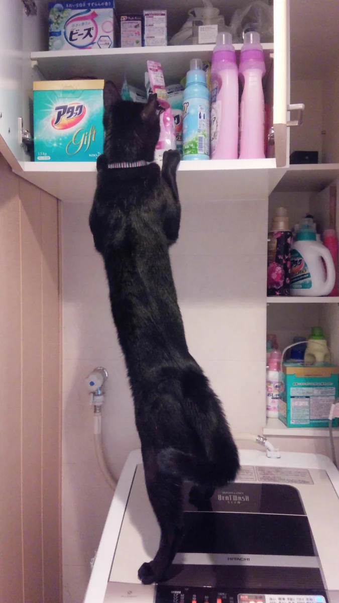 ちょっと長い猫のちょっとがどう見てもちょっとじゃないｗｗ長すぎｗｗ