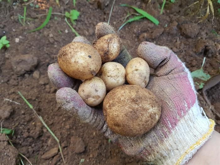 moijamoi's tweet image. [moi #육아] 육아빠의 신선한 도전! 감자로 이유식 만들기

육아휴직 중인 3개월차 육아빠로서 조신하게 이유식을 만듭니다. 껍질 벗긴 감자를 한 조각 맛보았는데 꽤 달달합니다. omn.kr/s07o

#감자 #육아빠 #감자요리 #이유식 #모이 
😉moi는 일상의 이야기를 나누는 공간입니다