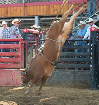 CMc67 Vanished 
<a href="/CordMcCoy/">Cord</a> / Graber
Archdale, NC 7/14/18

<a href="/abbinow/">AmericanBuckingBull</a> <a href="/PBR/">PBR</a> <a href="/YETICoolers/">YETI</a> 
<a href="/Ariat/">Ariat International</a> @boarwheel_Joel #Ariat