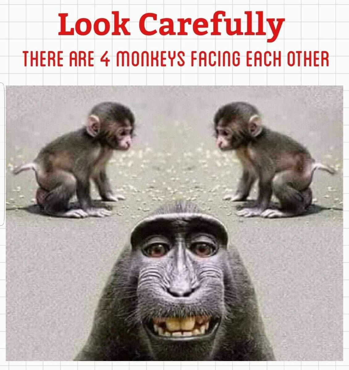 MansiShahVyas's tweet photo. Look carefully, there are 4 monkeys facing each other. Where is 4th one?
#quizknock #quiz
Just for fun, #SorryToBotherYou if you don't like it. https://t.co/Q9JgpTeqA0