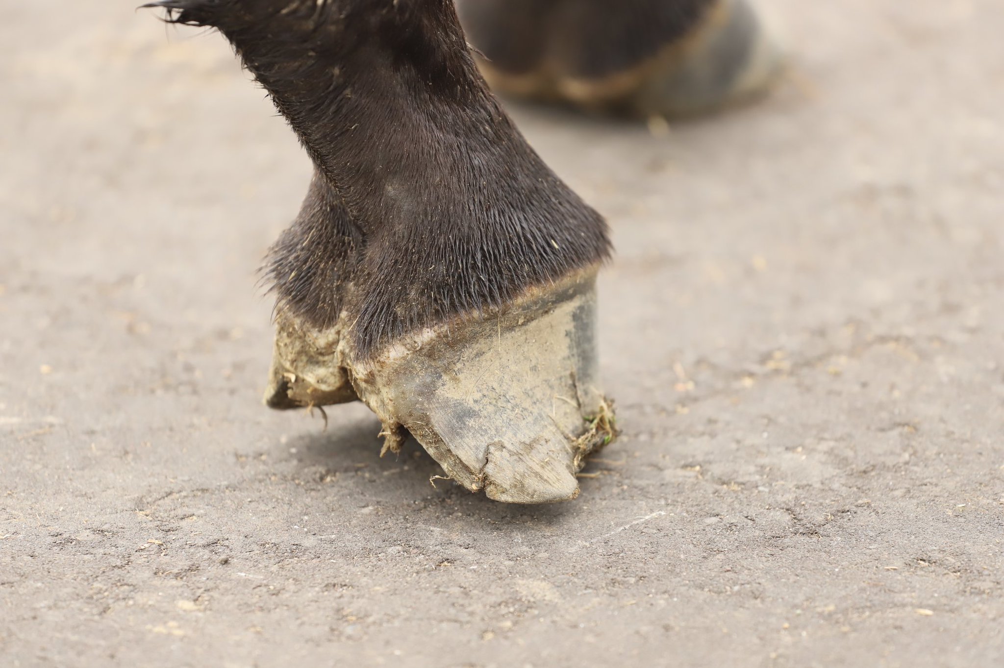 Shige このレベルのクラブフットは初めて見ました
