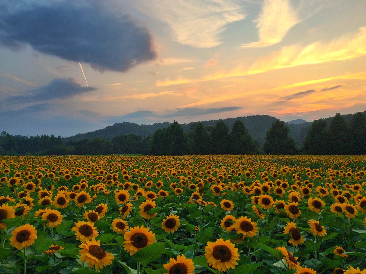 世羅高原農場 公式 高原の夏 丘一面のひまわりに逢いに来てください 世羅高原農場ひまわり まつり 7月28日開園です 7月日現在ひまわりはつぼみ 見頃は8月上旬 中旬の予想 イベント情報等webサイトもご覧ください T Co Iwvvo6y8dy ひまわり