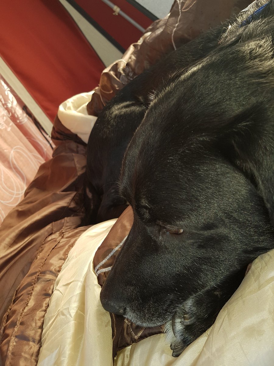 early morning wake up call by Bailey. think he loves the  camping bed.