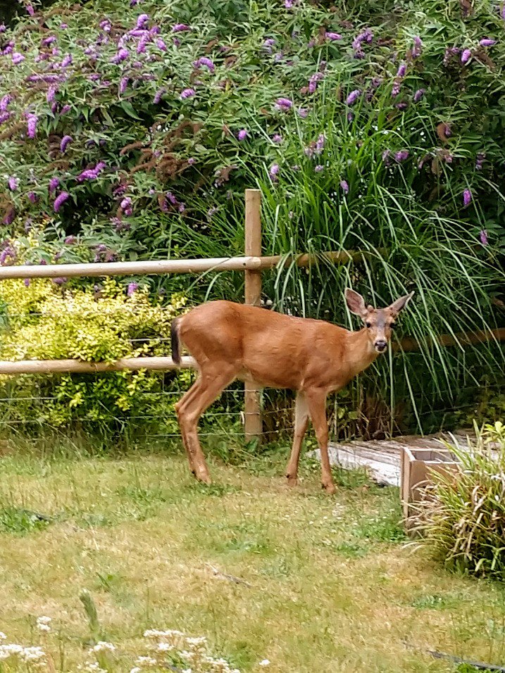 steptogreen's tweet image. This beauty exploring our yard!
#PNW, #staringcontest, #donteatmygarden