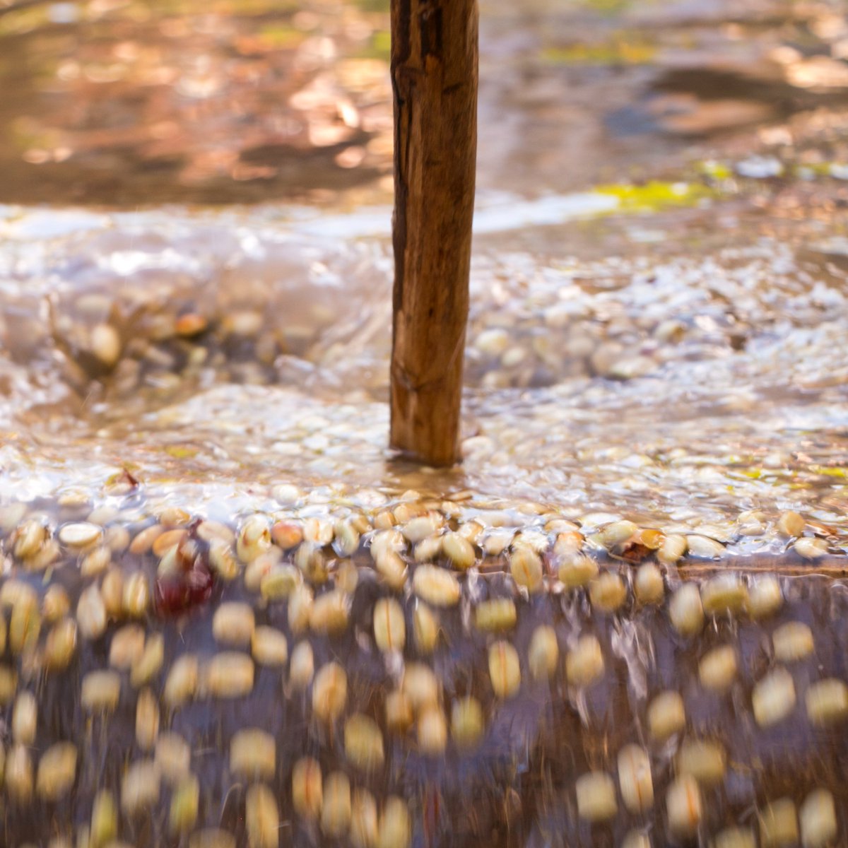 غسيل Washing  #coffeeprocessing