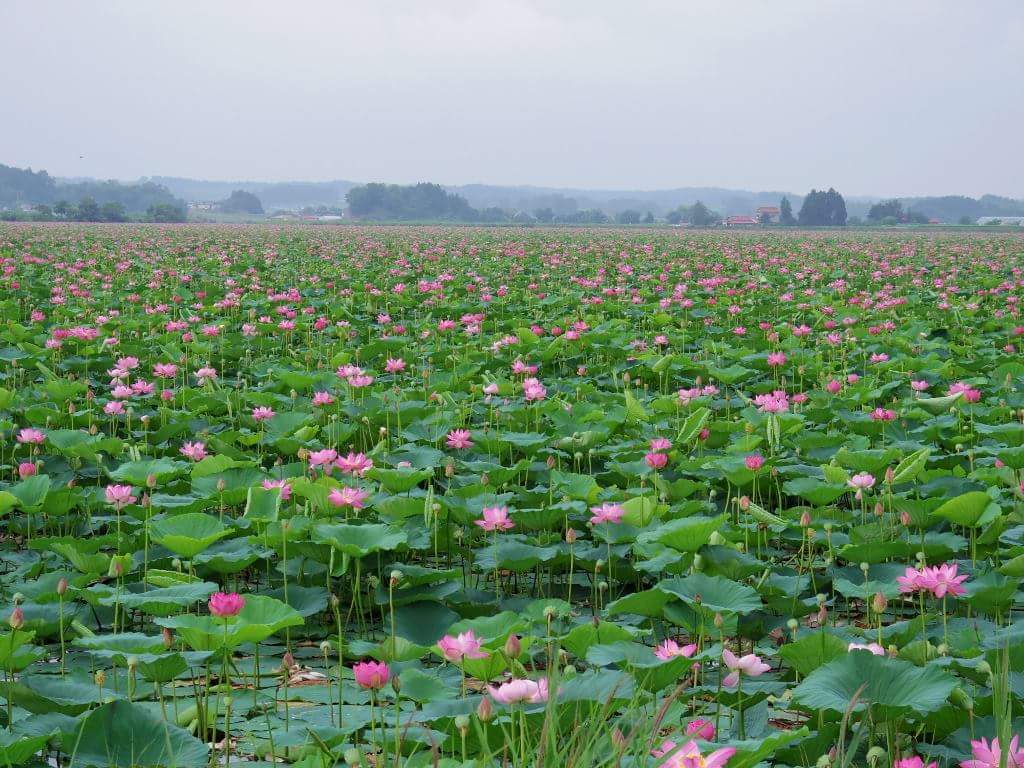 ট ইট র Garigarikun 明日 平成30年7月21日 土 から 伊豆沼 内沼はすまつりが開幕いたします まつりは8月31日まで まるで極楽浄土 この素晴らしい風景をご覧に ぜひ 宮城県栗原市 登米市にお越しください はすまつり 内沼 伊豆沼 宮城県 栗原市