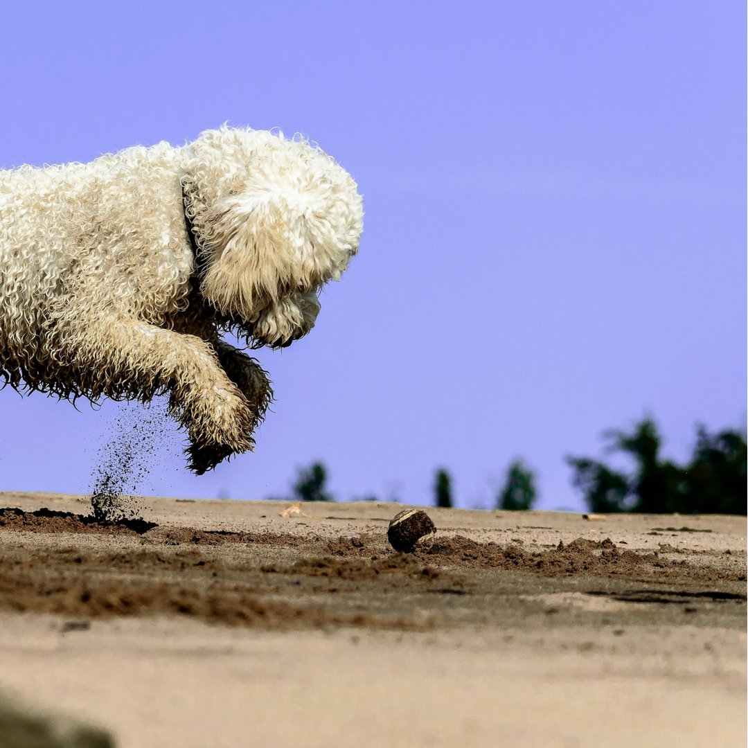 VetDynamics's tweet image. Jumping into the weekend like. . . 

🐶Happy Friday everyone! 🐶

#friyay #vetdynamics #veterinarian #vetpractice #vetcpd