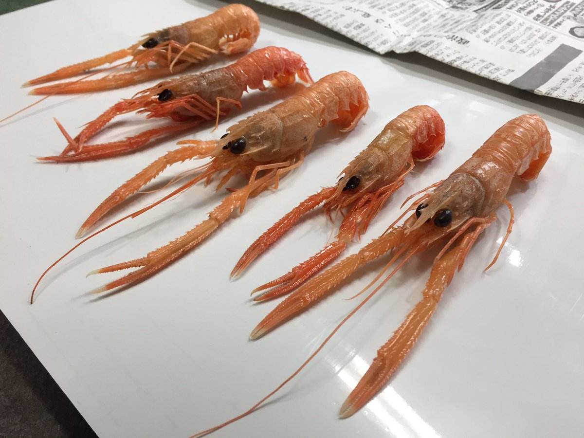 色彩保存標本展 (@sakana_hyohon) / Posts / X