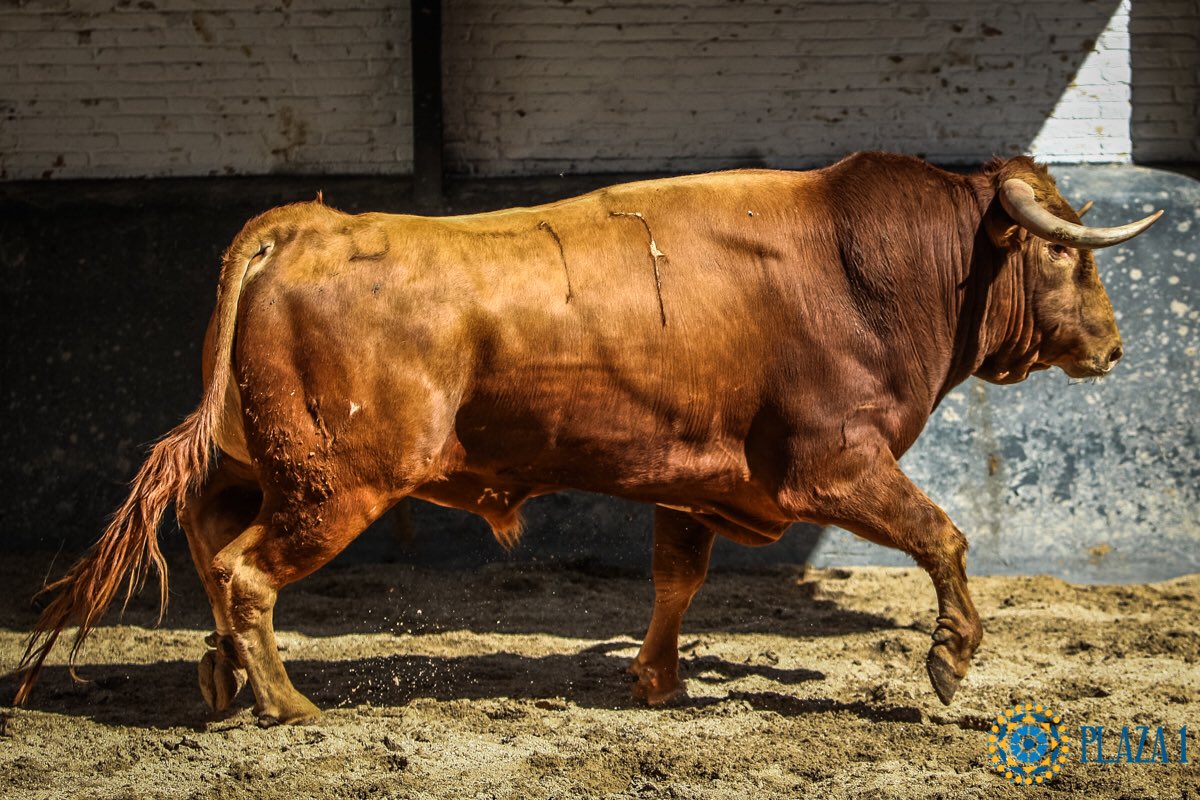 ▪️MADRID | Ya sorteados los novillos de #SantaTeresa y #CoutodeFornilhos para esta noche. Este es el lote que le correspondió en suerte a #Juanito 

3º🐂 “Pícaro” número 36 de #CoutodeFotnilhos 
6º🐂 “Garcilha” número 17 de #SantaTeresa 

#Juanito 🤞🏻🍀