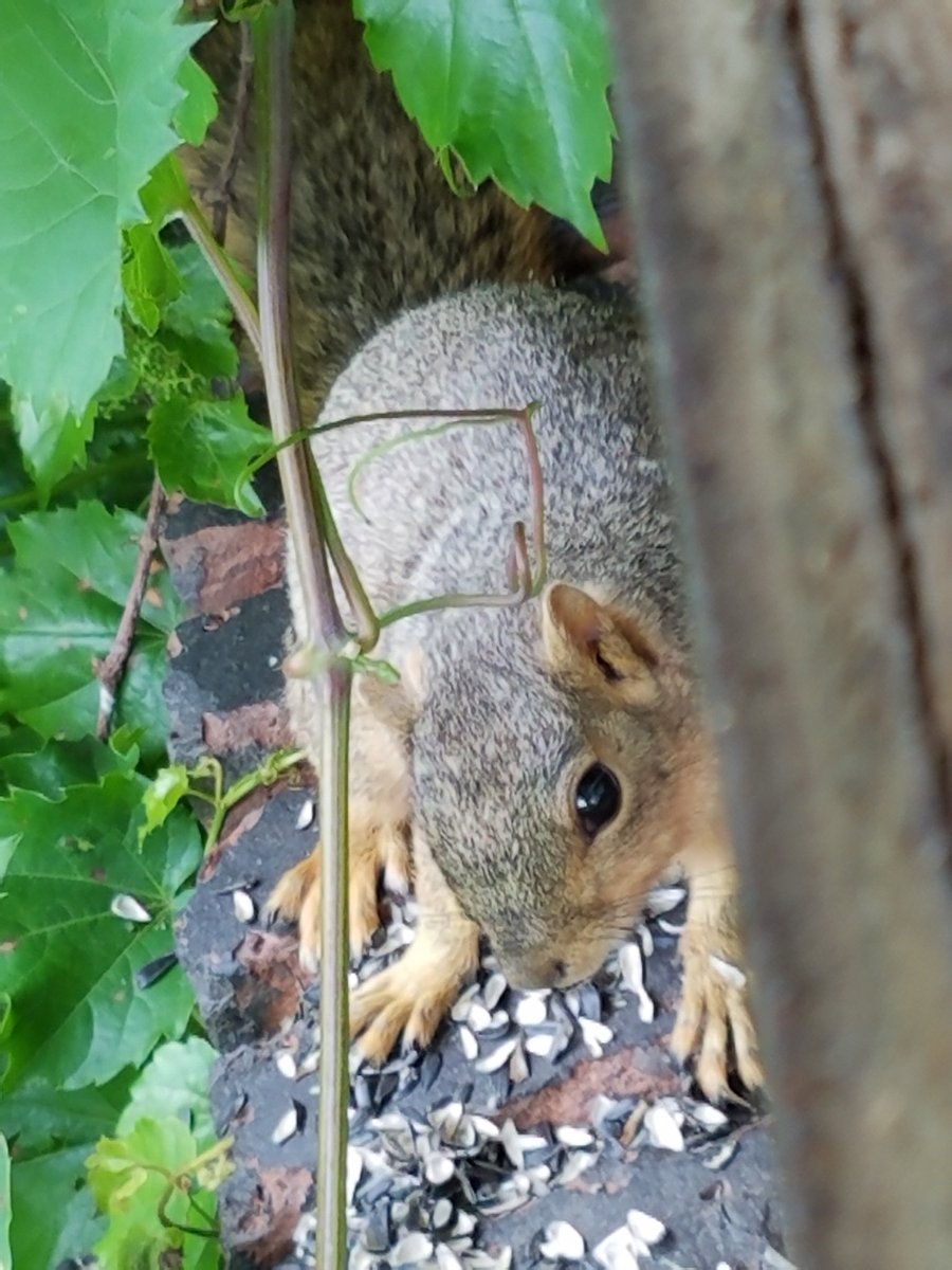 viewfrommyoffic's tweet image. Daily Squirrel @cakikeith @dwshellby @rona65 @TheGreatTurbana @lindachilders1 @47young1