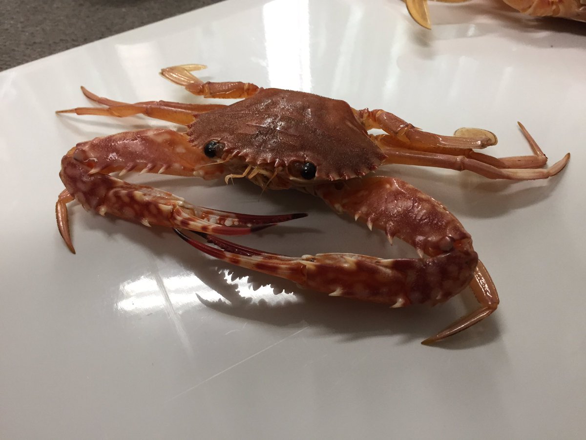 色彩保存標本展 (@sakana_hyohon) / Posts / X