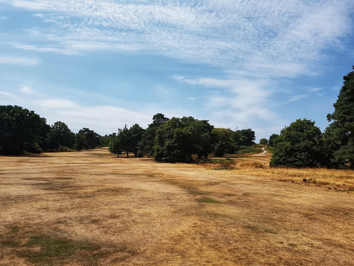 SurreyFRS's tweet image. A typical view of the not so green grass/common/forests across Surrey. Dropping smoking materials, having disposable bbq's, camp fires etc can, at present cause large fires &amp;amp; destroy areas of heathland, putting the public and Emergency services at risk  #heathfires #firewarning