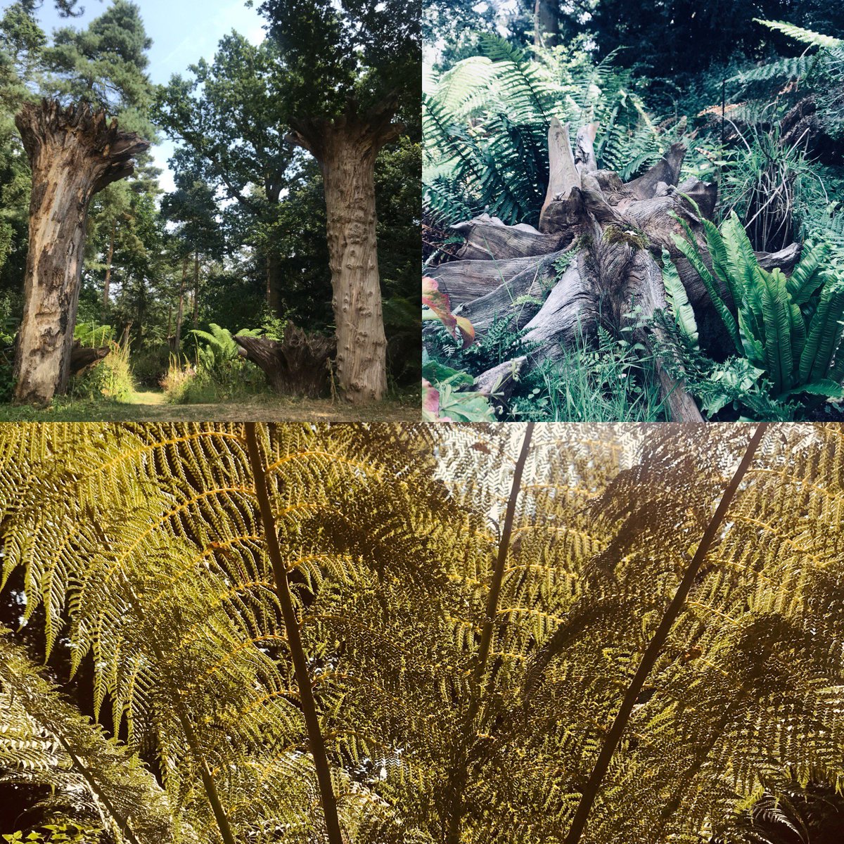 Don’t be stumped for something to do Sunday, we have probably the biggest stumpery in the UK - a real contrast to our #agapanthus! Open 11-4pm this Sunday. #stumpery #fernbps #gardens
