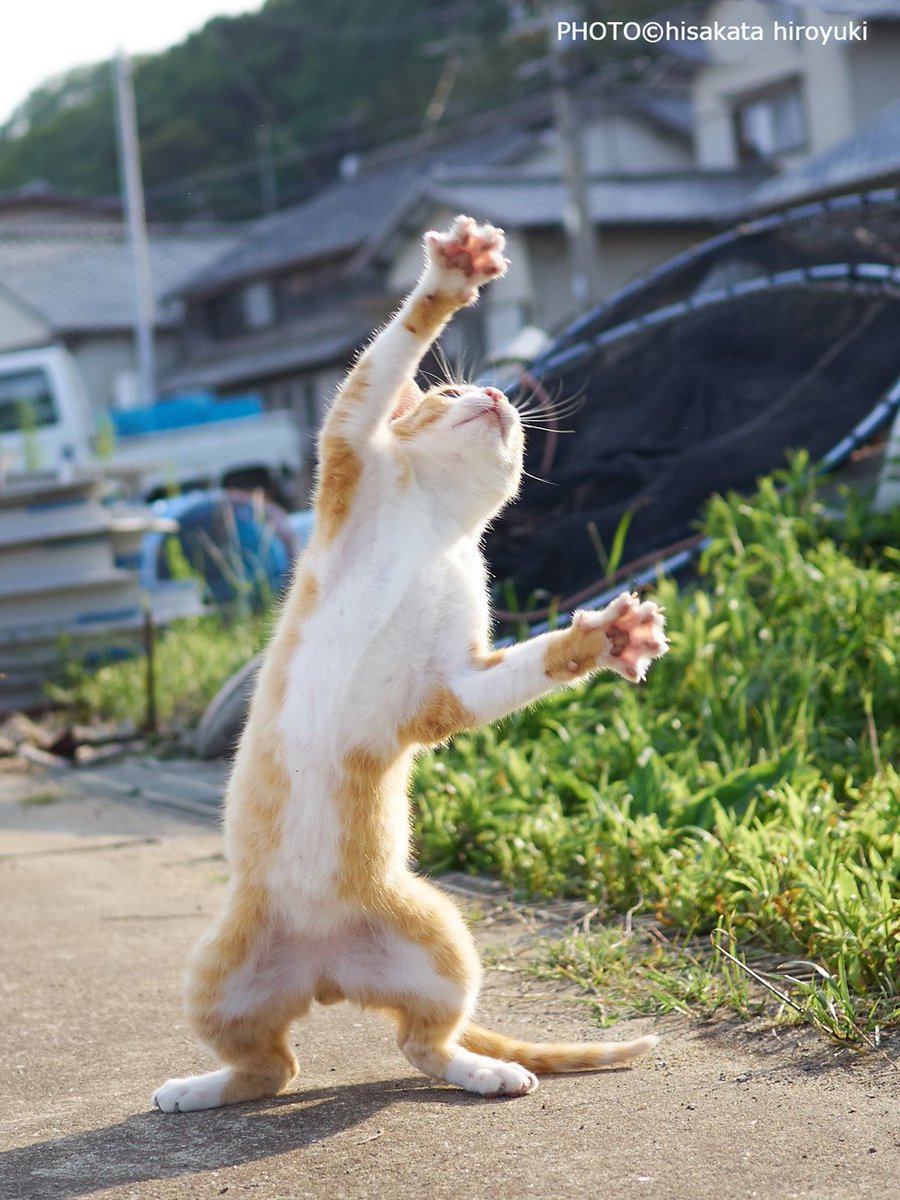 久方 広之 のら猫拳 A Twitter 宣伝させて下さい 家猫撮影のテクニック本 ねこ拳撮影術 8月16日発売です T Co Vh6hfebyaj 発売記念トークイベント ねこ拳撮影術 観覧無料 事前予約不要です 8月4日 土 オリンパスプラザ東京でやります 久方 広之 のら猫拳 A Twitter 宣伝させて下さい 家猫撮影のテクニック本 ねこ拳撮影術 8月16日発売です T Co Vh6hfebyaj 発売記念トークイベント ねこ拳撮影術 観覧無料 事前予約不要です 8月4日 土 オリンパスプラザ東京でやります