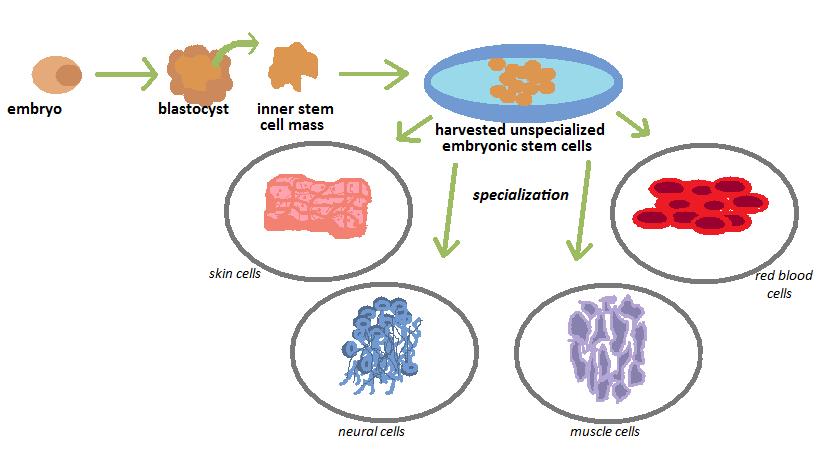 StemCellCong's tweet image. #stemcells-process and source! Diagrammatic representation - for more details: goo.gl/zSUTrV