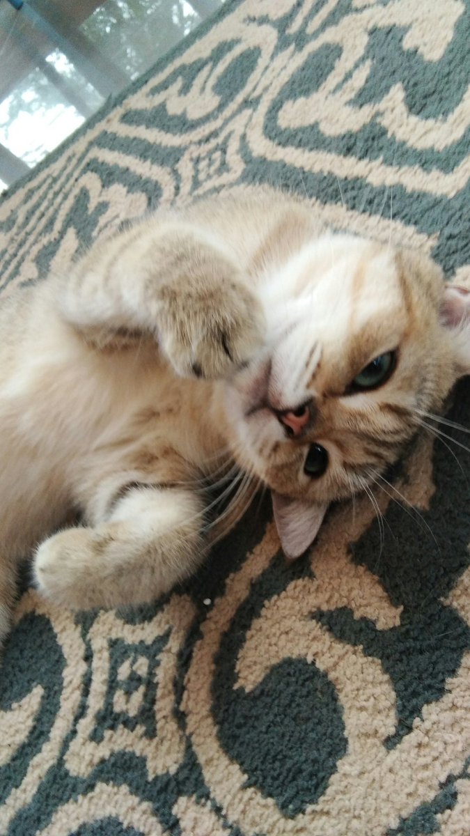 thinking about bae 💗#cinnamon #catcafeph #catcafe #tagaytay
