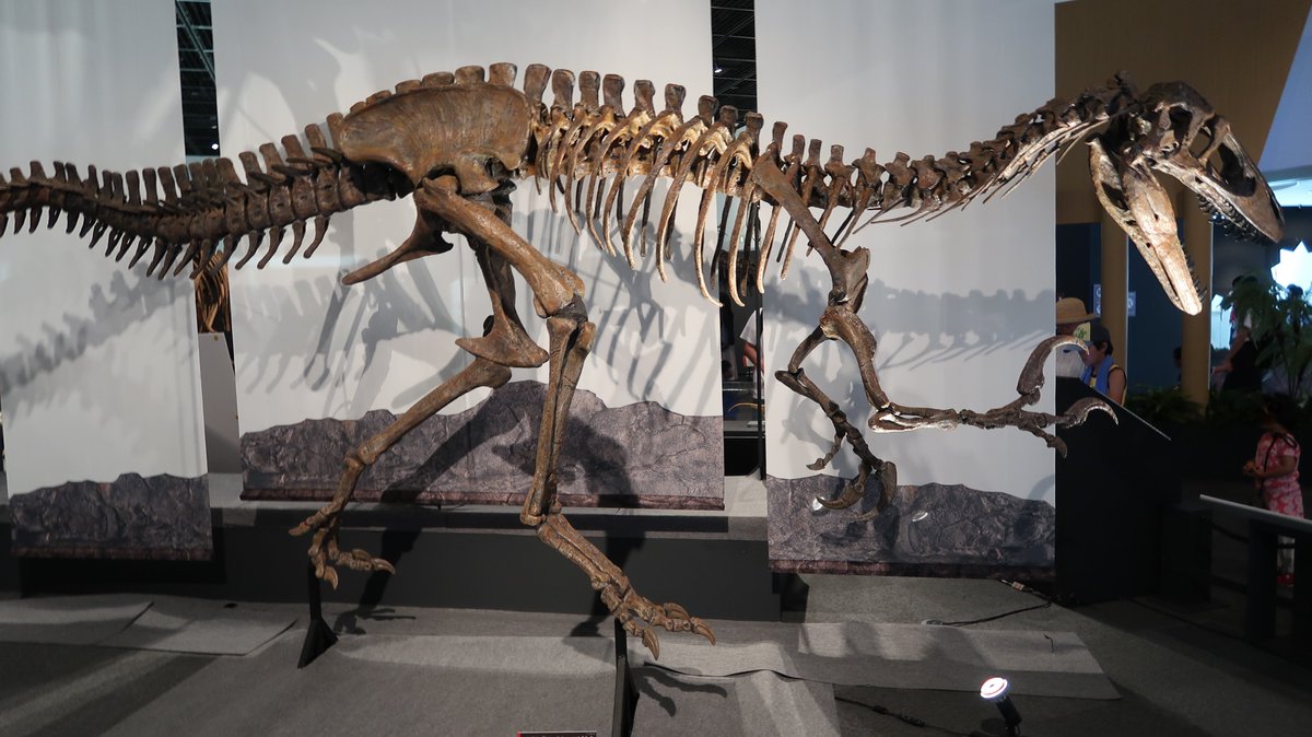 ট ইট র Asa 完全に過去がなかったことにされてます 福井県立恐竜博物館 獣脚類展