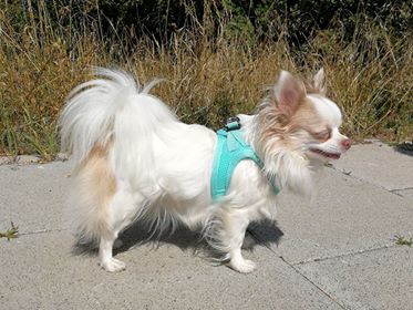 miro and makauri step in harness