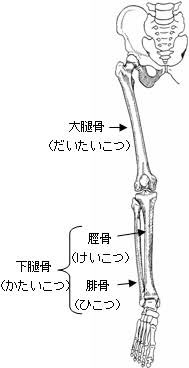 うさぎ跳びが禁止の理由は体罰 オスグッドや骨折肉離れの原因 トレンドpon